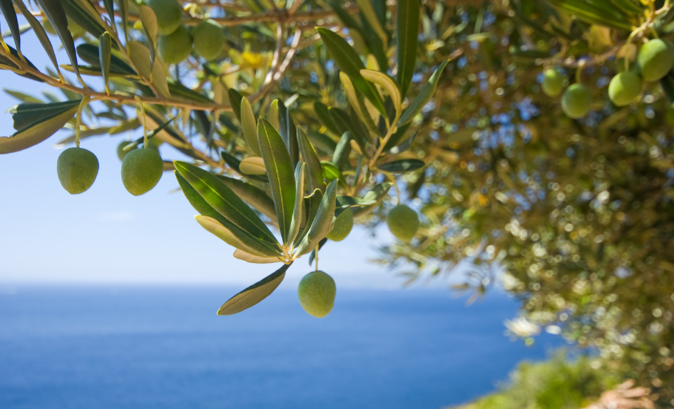 bachove esencie olive oliva europska